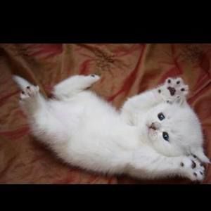 Meet your Posher, Azra